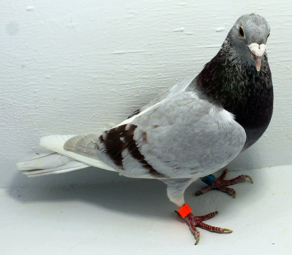 Band: AU 20147 AA 2025